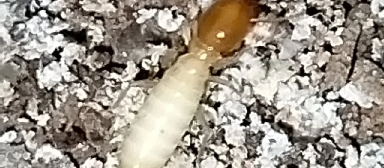 Asian subterranean termite