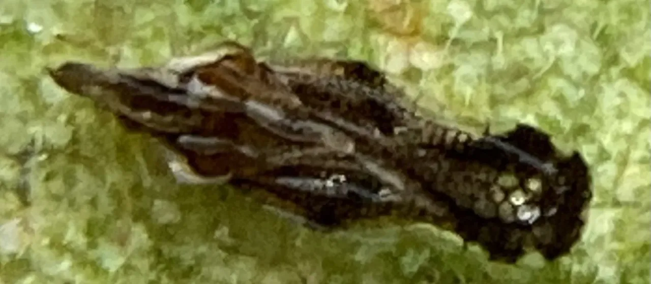 Lace bug Corythaica