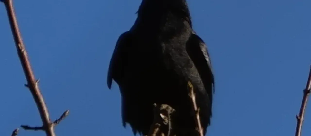 Rook