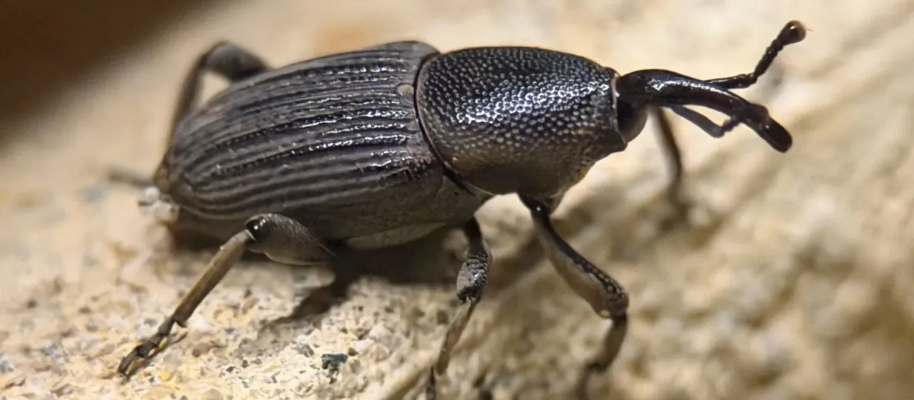 Banana weevil