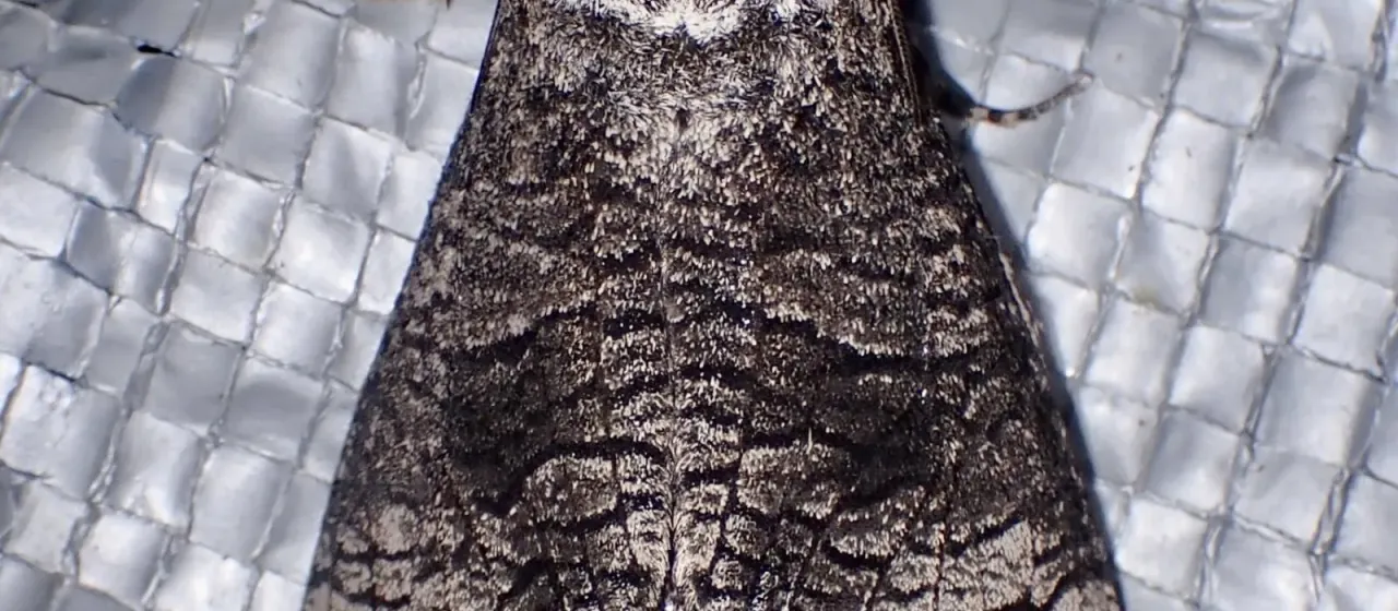 Poplar carpenterworm