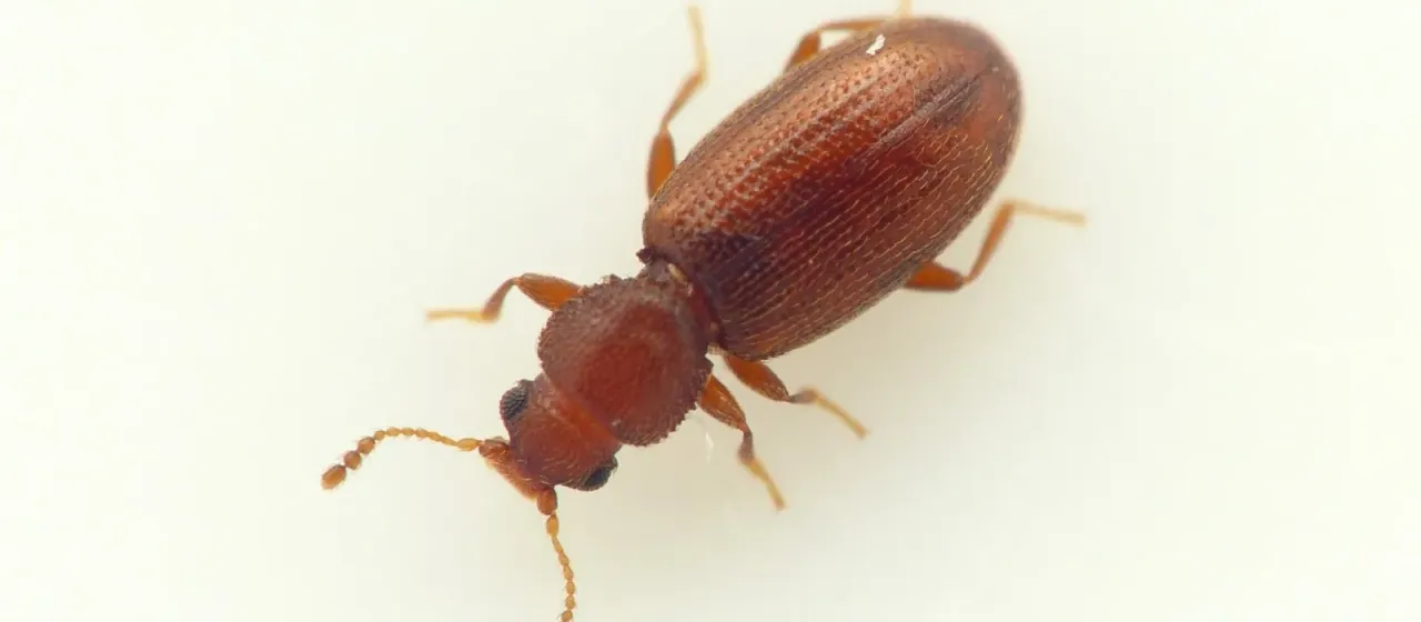 Plaster beetle