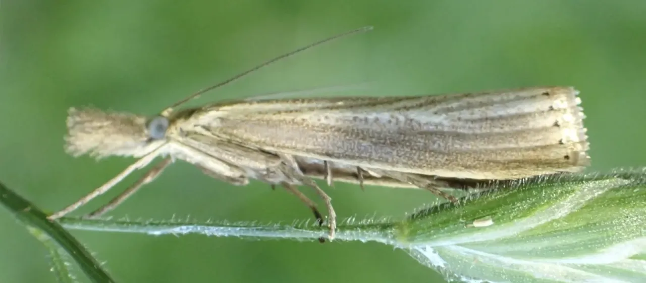 Agriphila