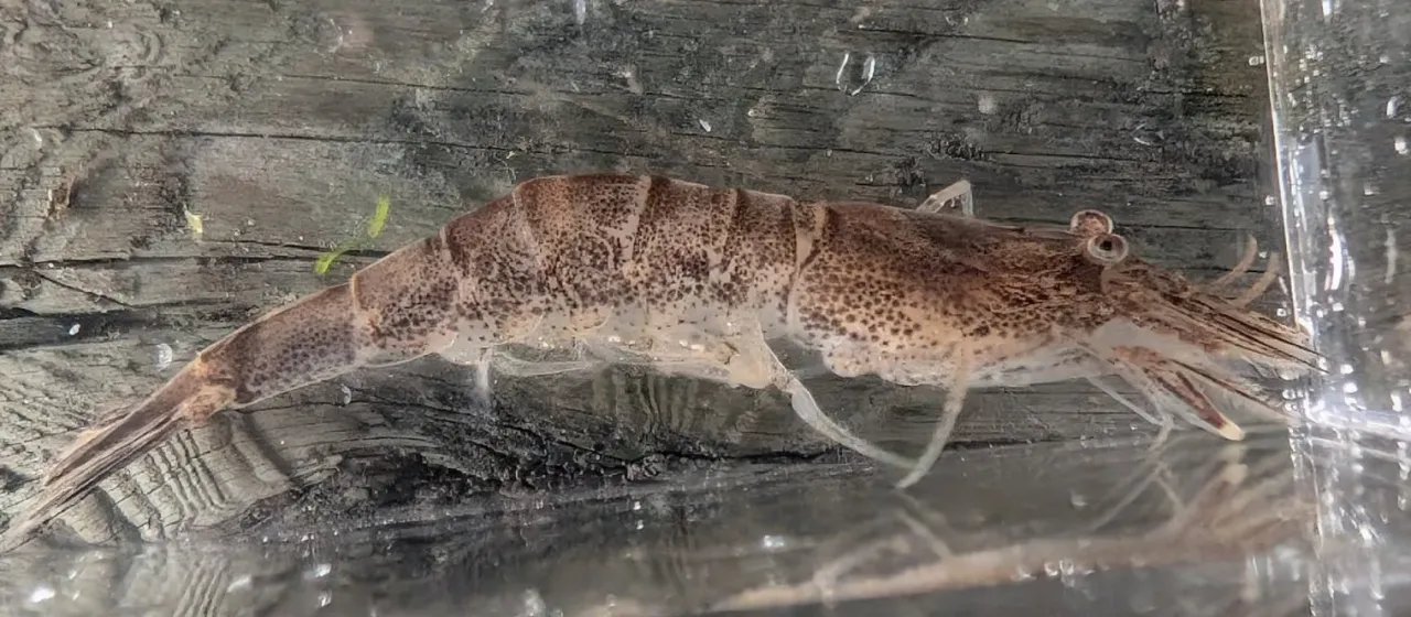 Sand shrimp