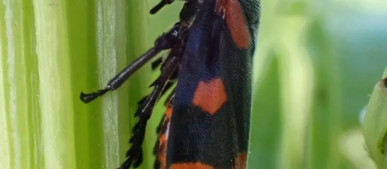 Red-and-black froghopper