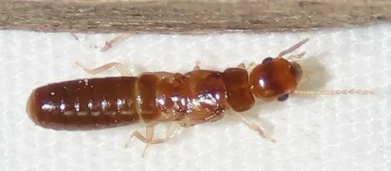 West Indian drywood termite