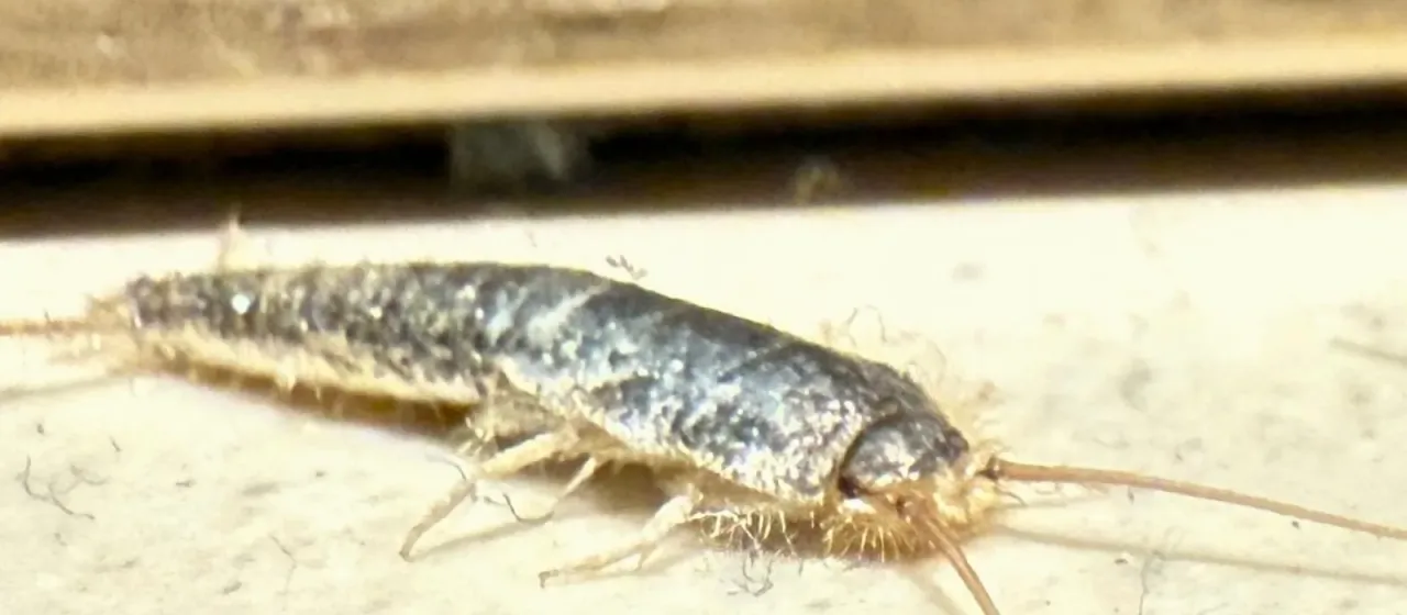 Urban silverfish
