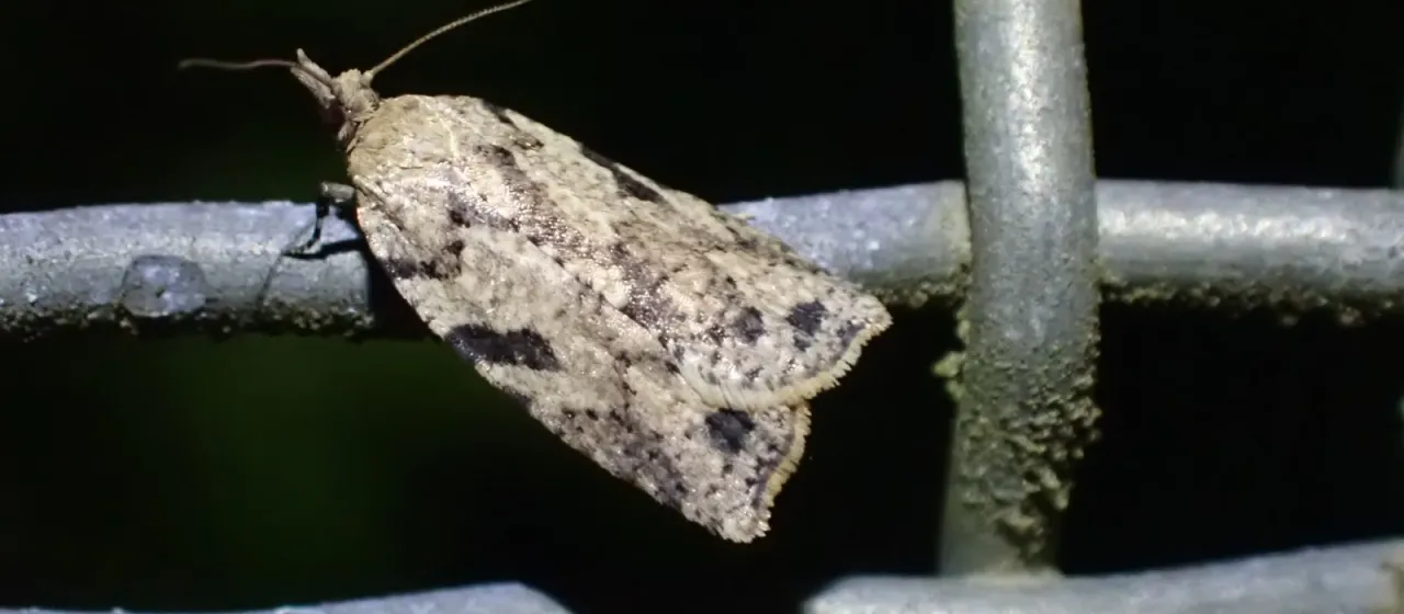 Листовертка Ctenopseustis