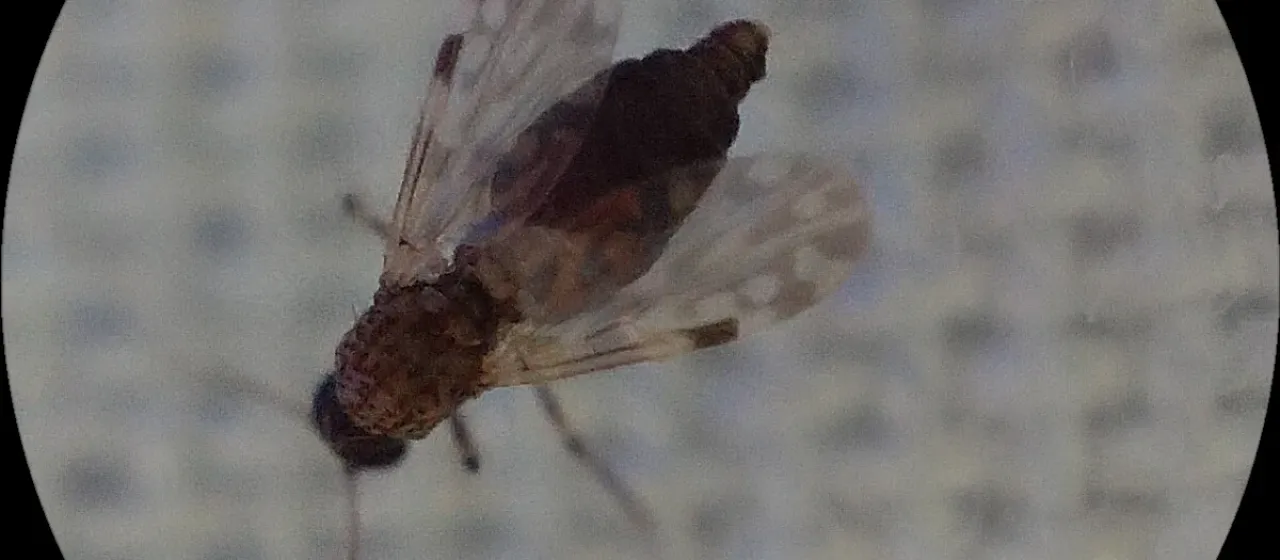 Мокрец Culicoides furens