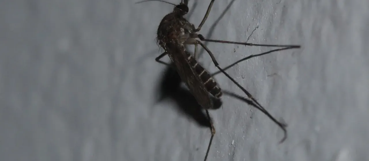 Комар Culex sitiens