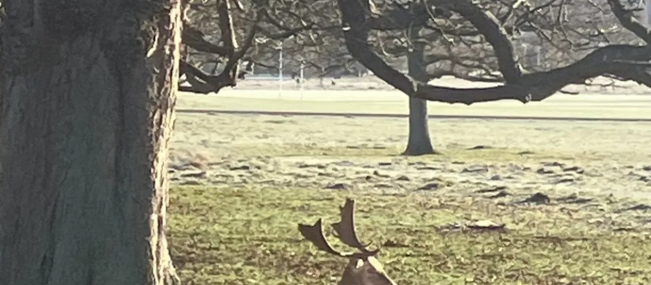 Fallow deer