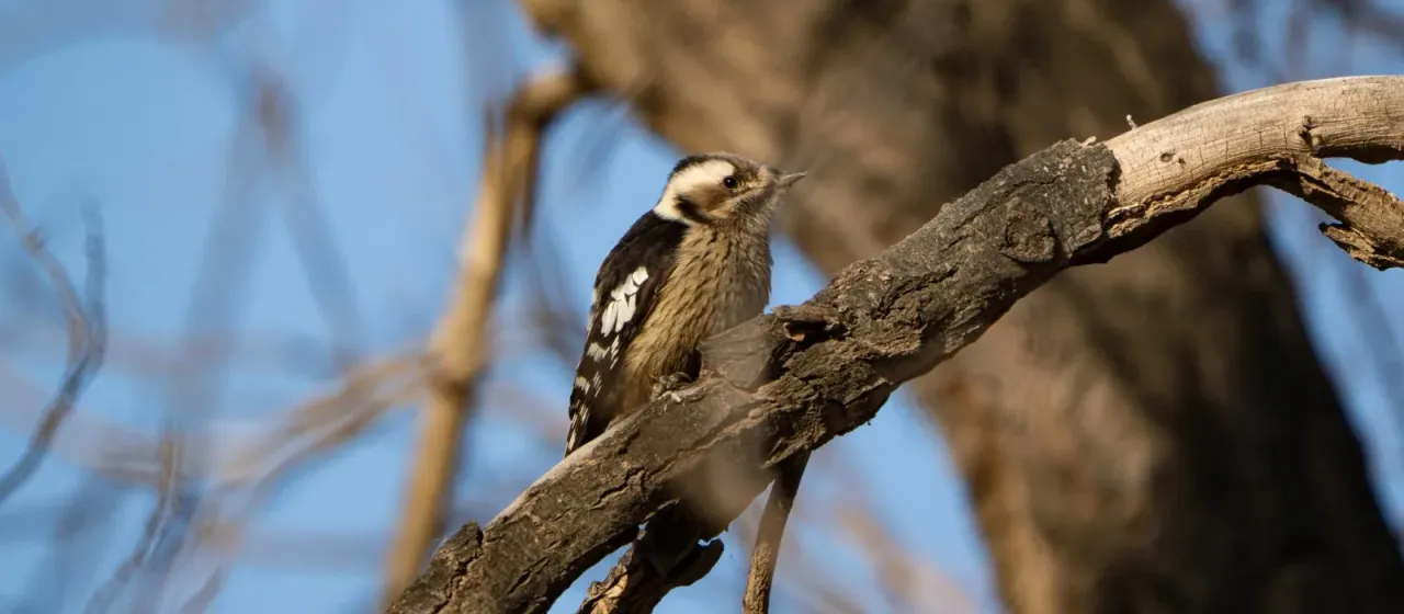Grey-capped pygmy woodpecker