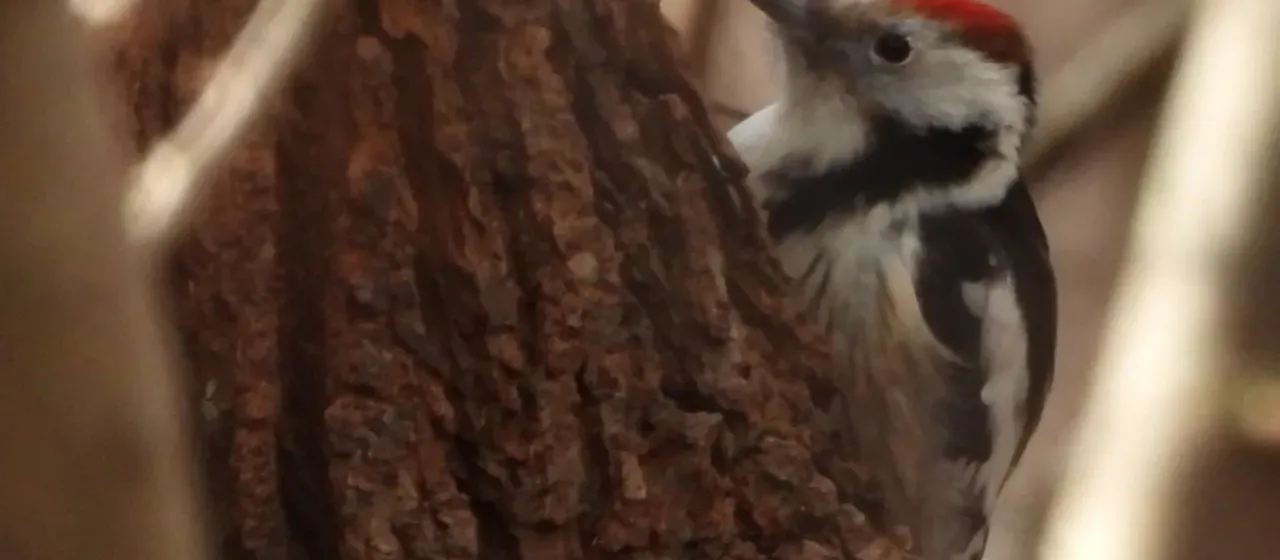 Middle spotted woodpecker
