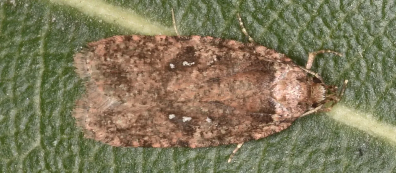 Parsnip moth