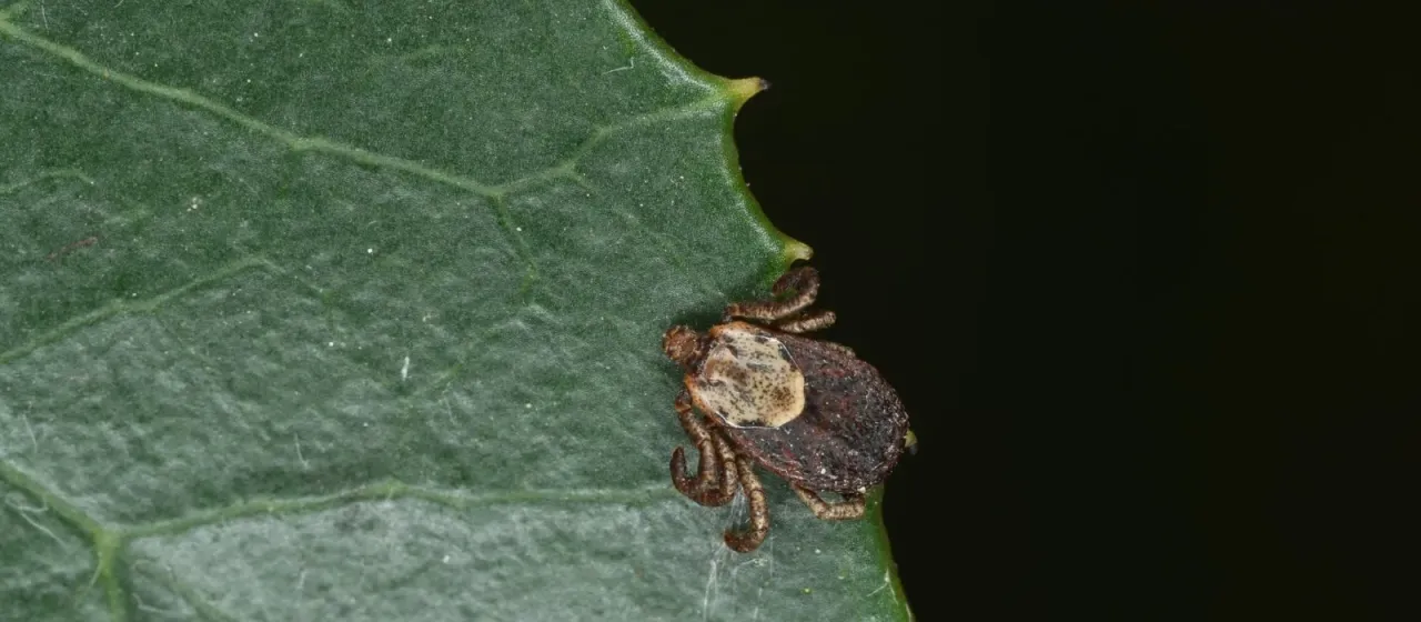 Pacific Coast tick