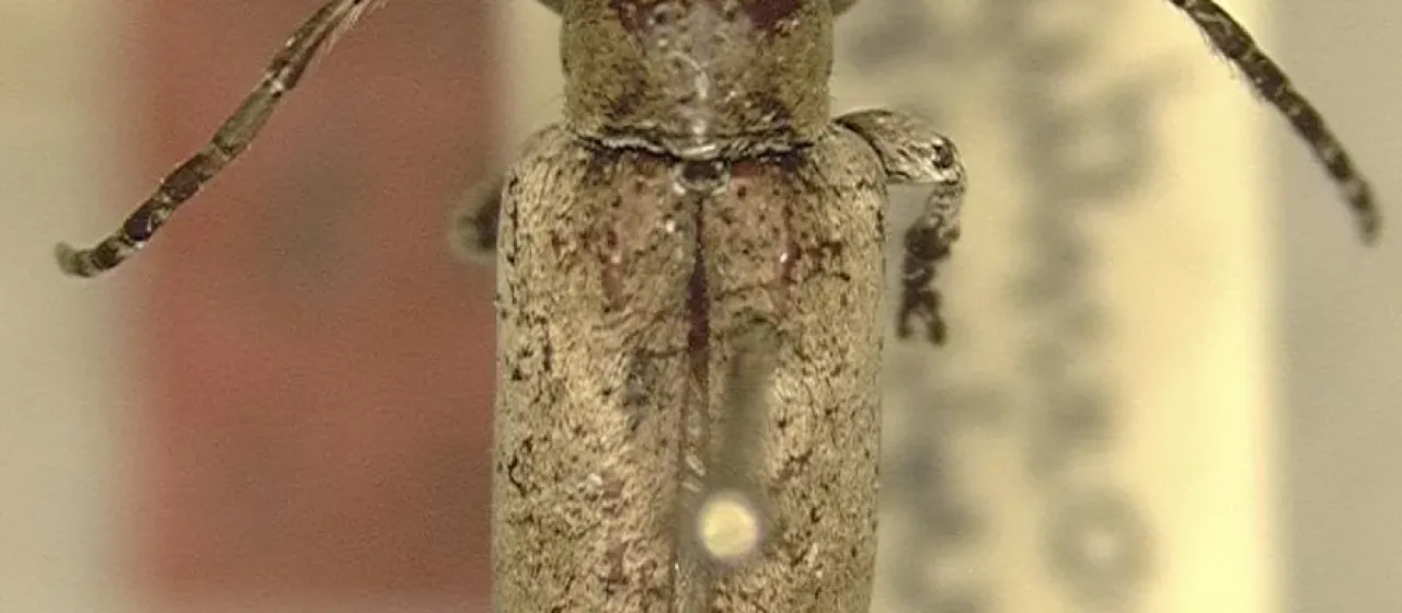 Орхидный усач