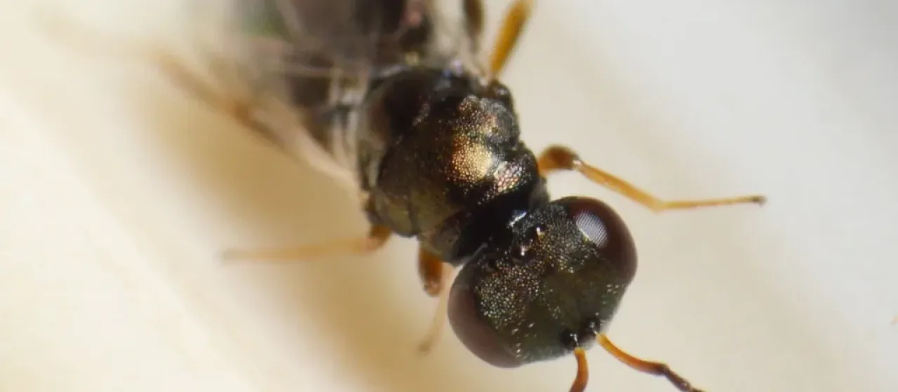 Dibrachys microgastri