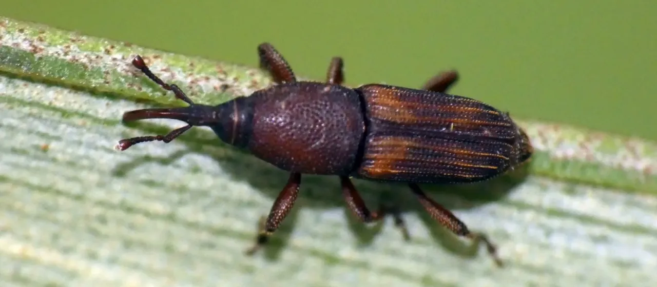 Диокаландра зерновая