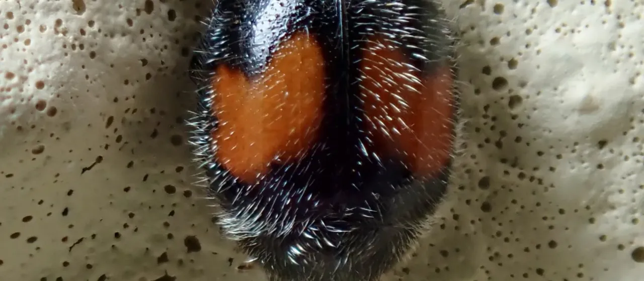 Scymnus notescens