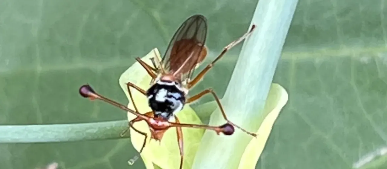 Stalk-eyed fly