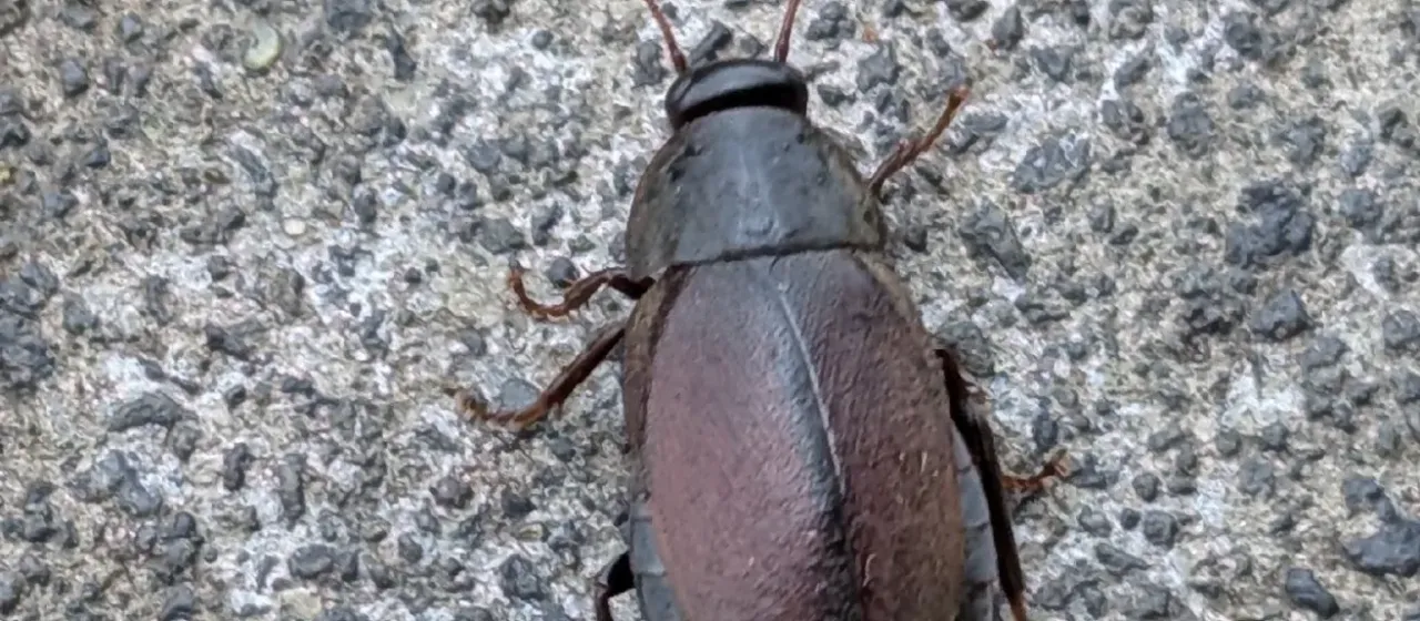 Pacific beetle cockroach