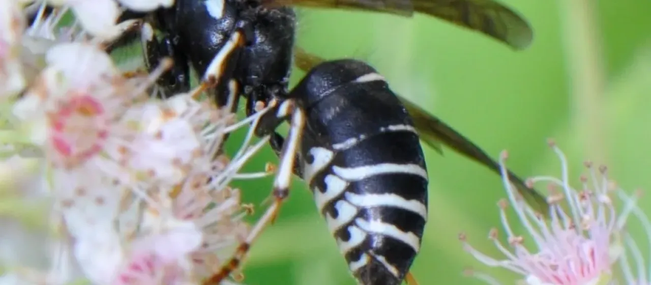 Cuckoo wasp