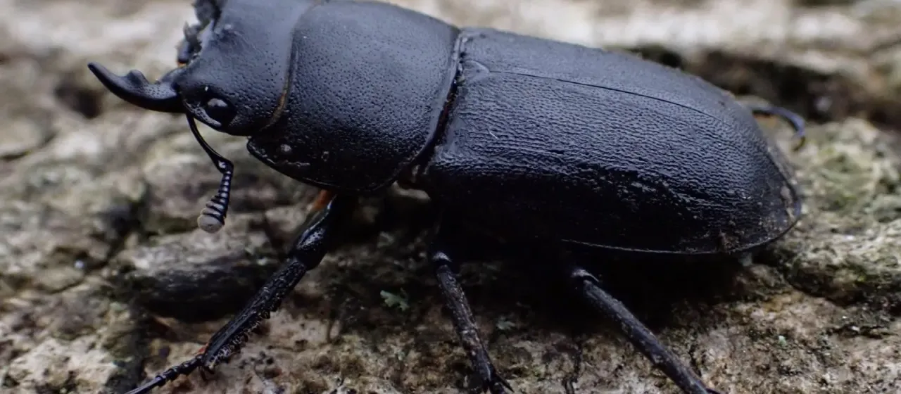 Lesser stag beetle