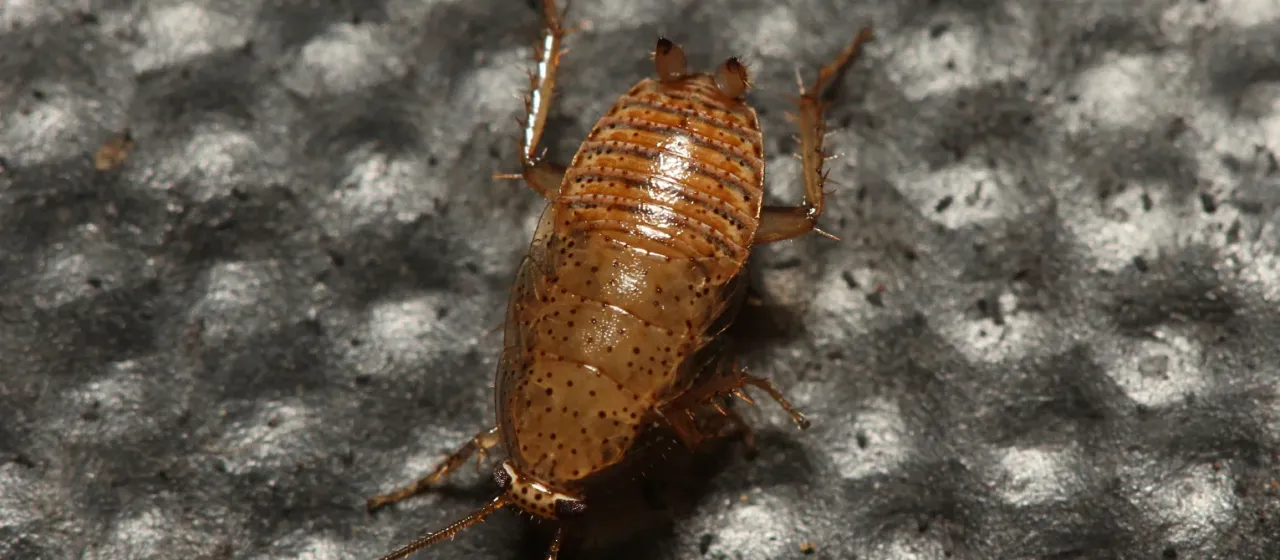 Forest cockroach