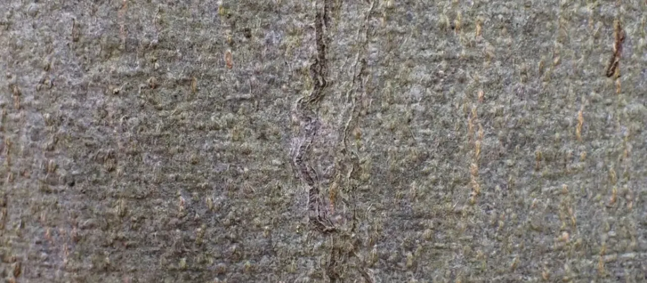 Beech leaf miner