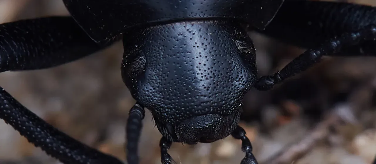 Чернотелка вида Eleodes quadricollis