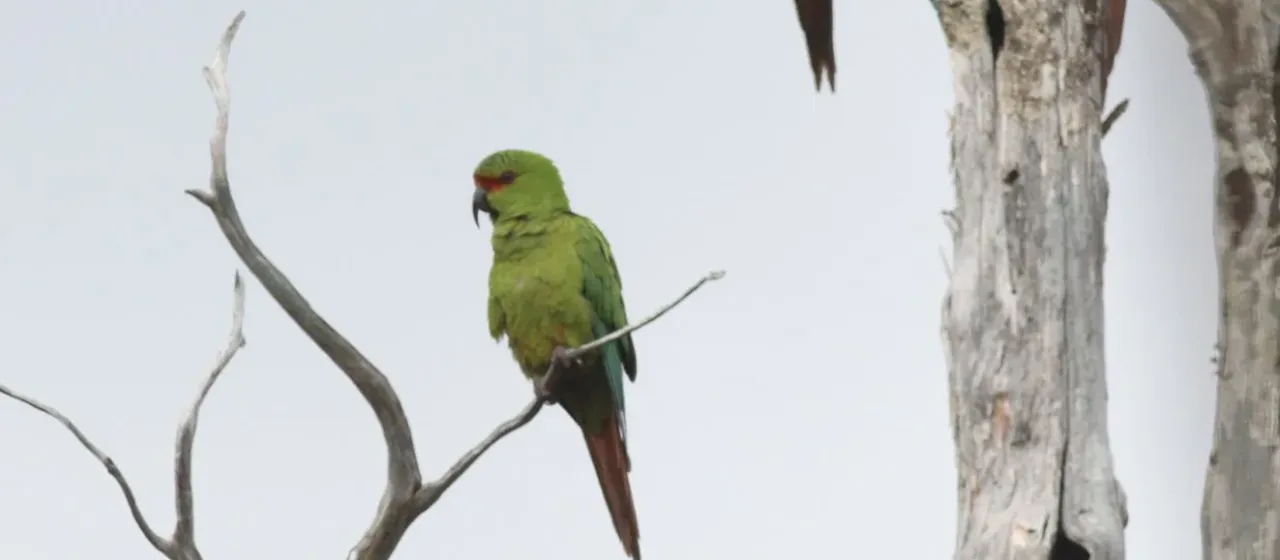 Slender-billed parakeet