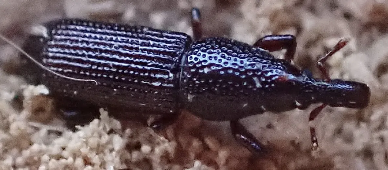 Долгоносик Euophryum confine