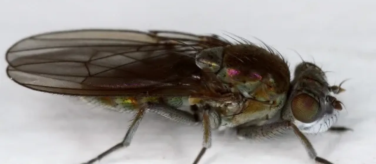 Shore fly