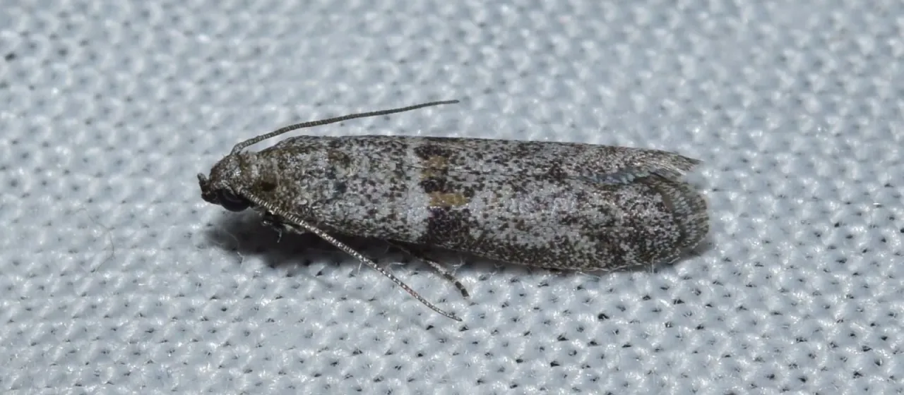 Tropical warehouse moth