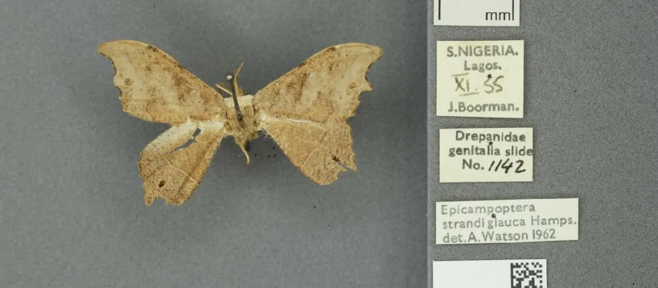 Coffee leaf moth