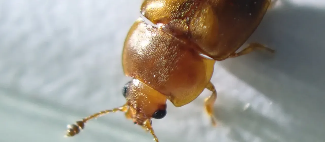 Блестянка Epuraea terminalis