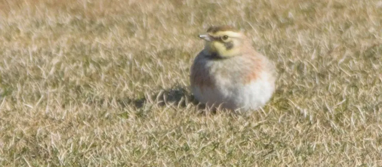 Horned lark