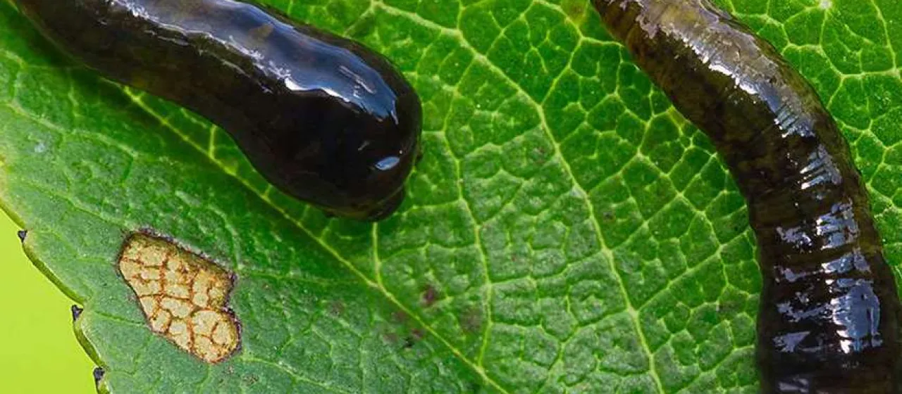 Cherry slug sawfly