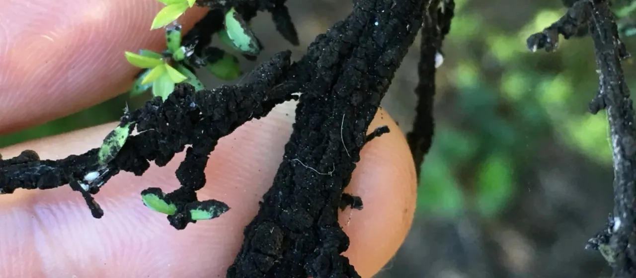 Manuka blight