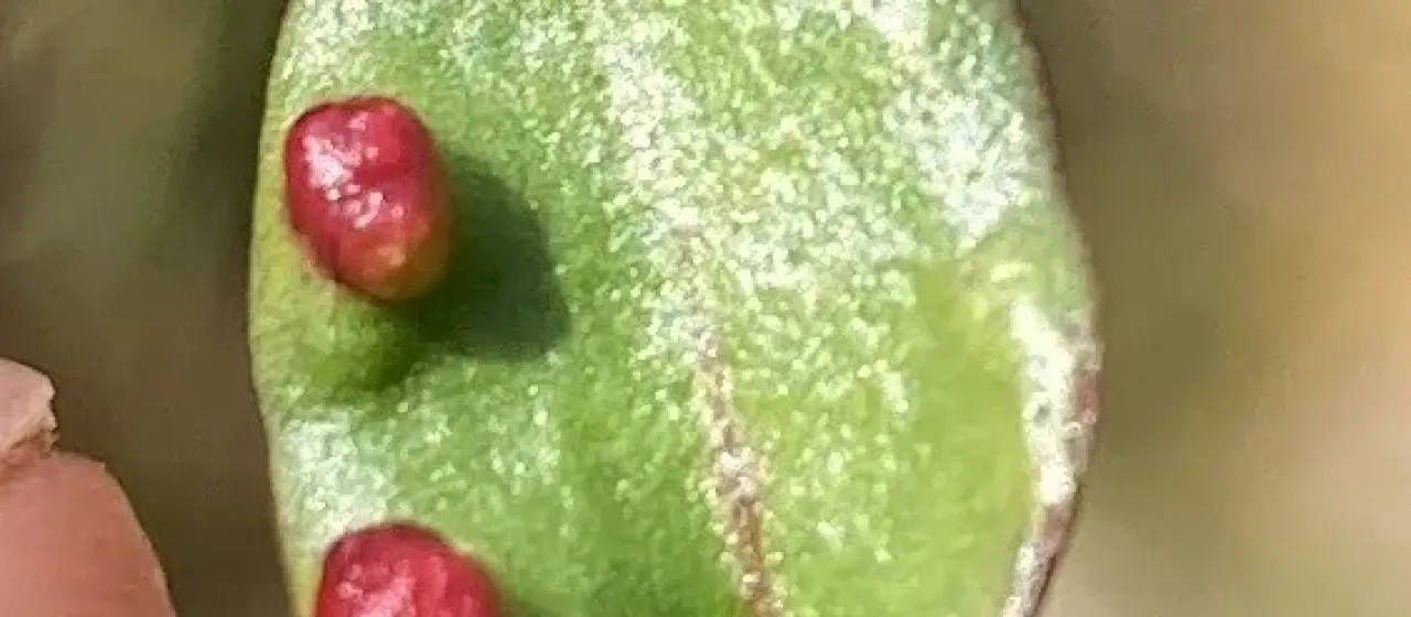 Галловый клещ