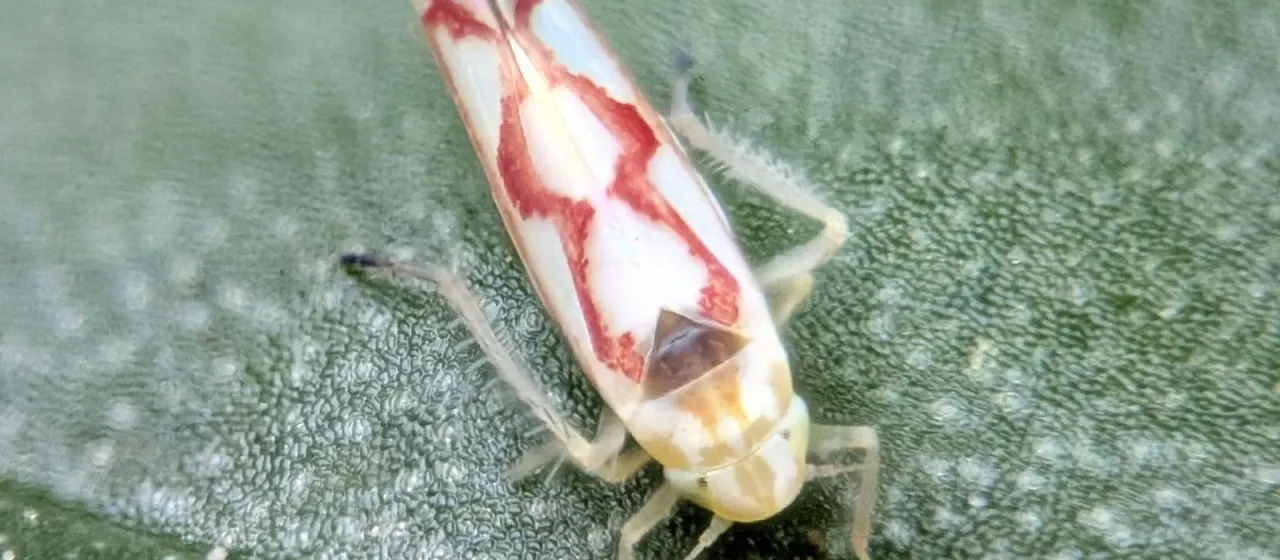 Rose leafhopper