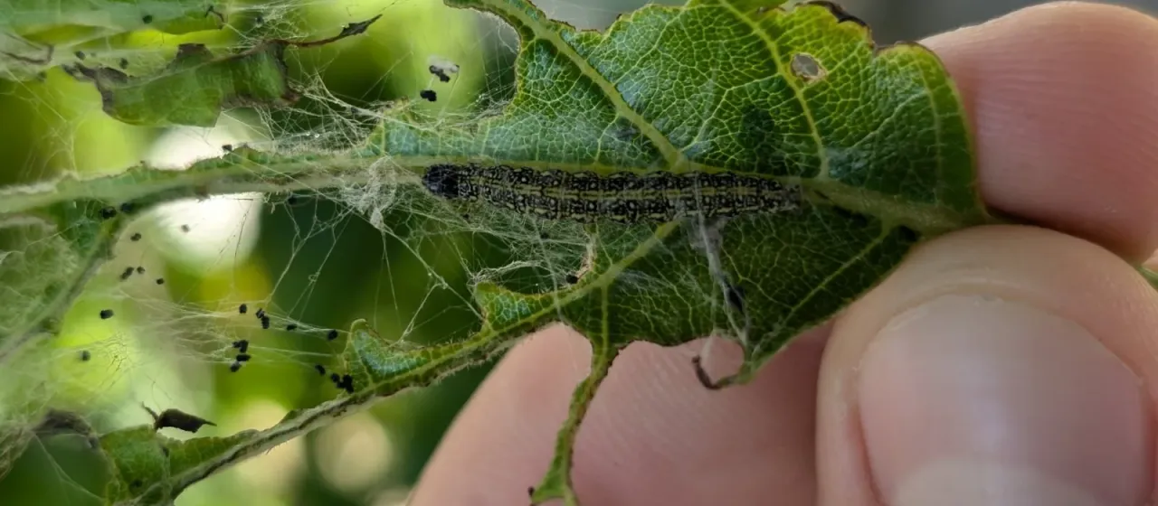 Cordia leaf-eating moth