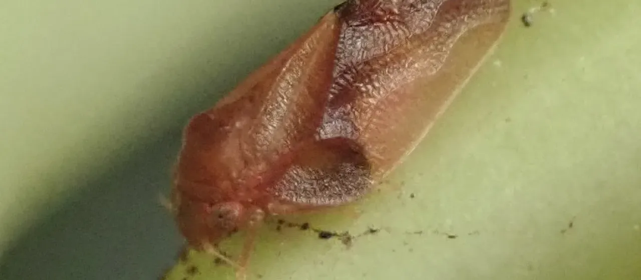 Strawberry tree psyllid
