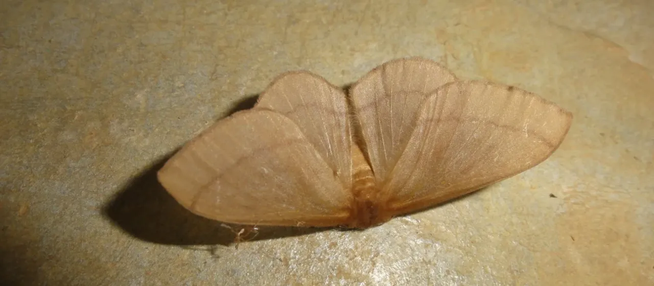 Hibiscus defoliator moth