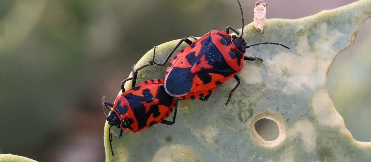 Клоп-щитник Eurydema spectabilis