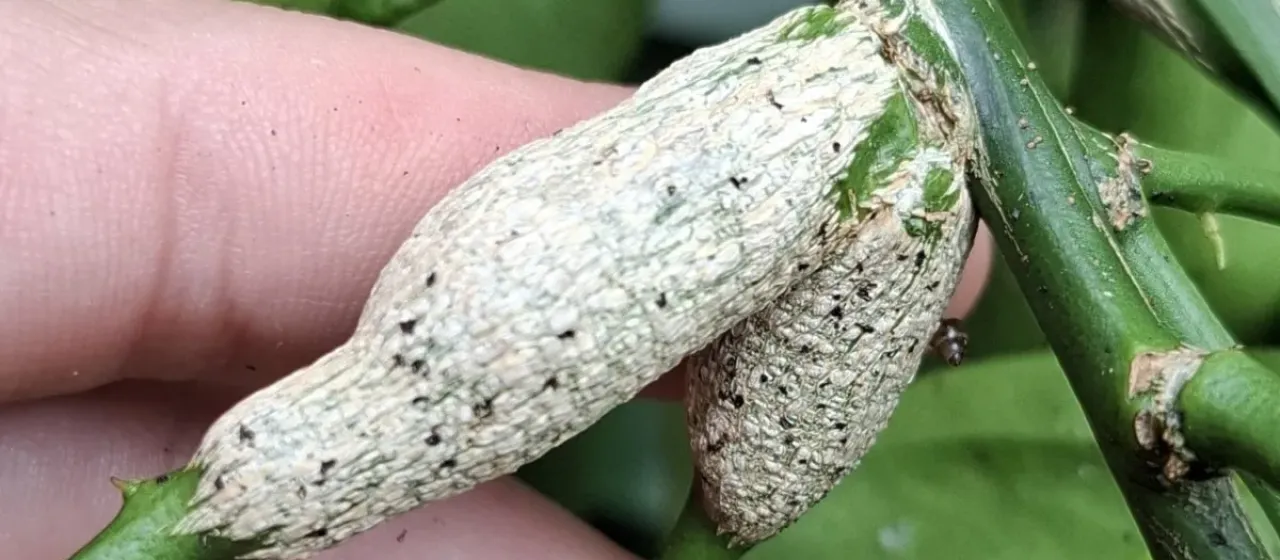 Citrus gall wasp