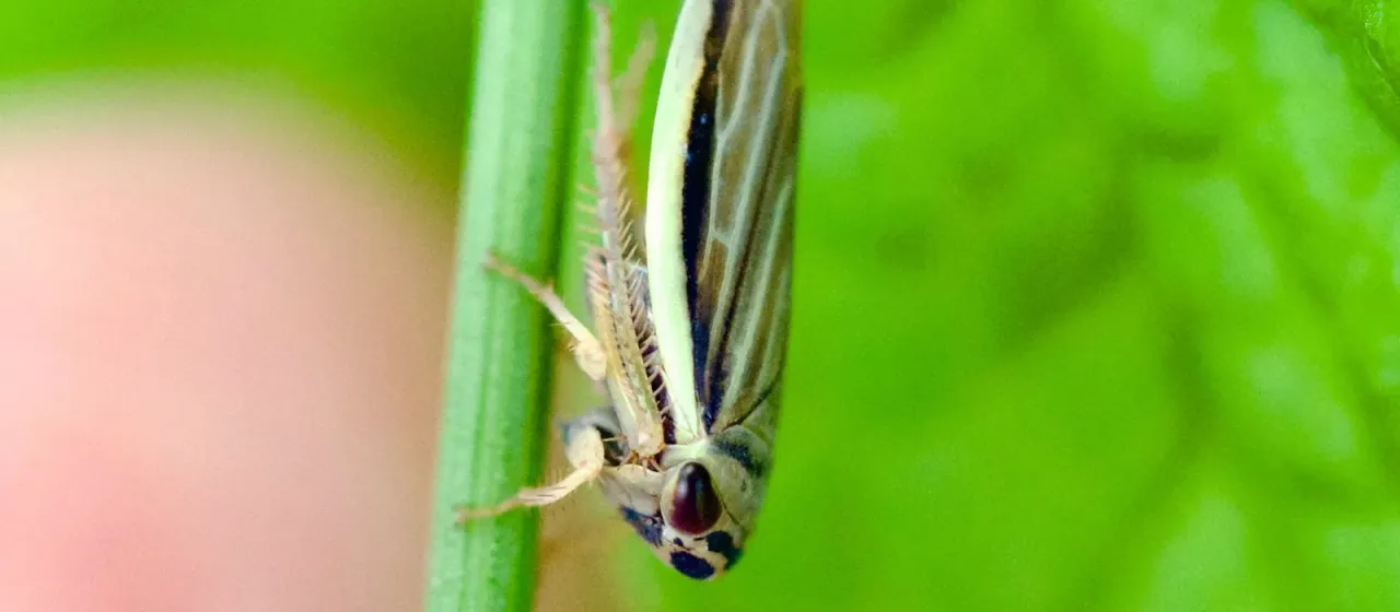 Usuironus limbifer