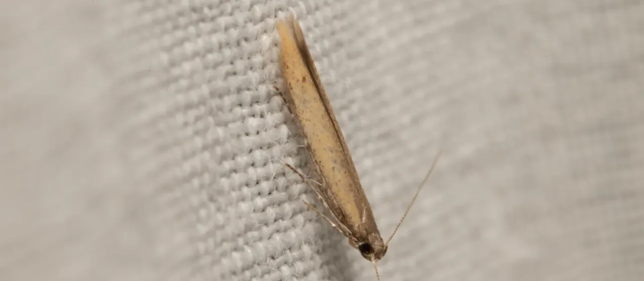Spruce needle moth
