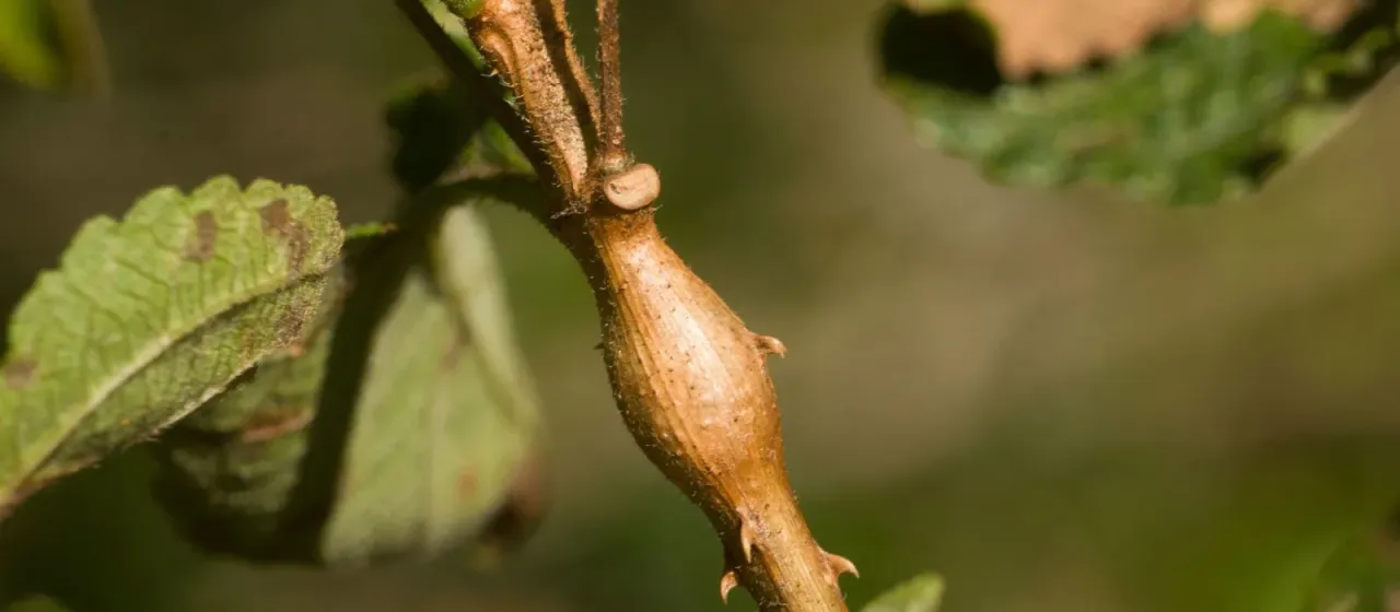 Eutreta xanthochaeta