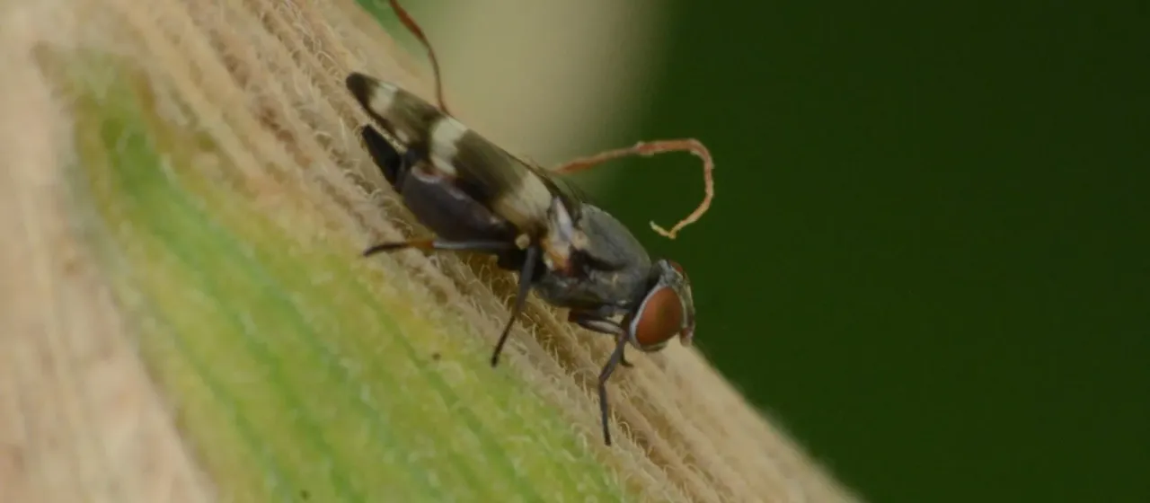Corn silk fly